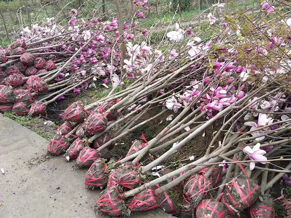 苗木生長(zhǎng)期如何合理澆